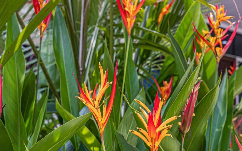 Propiedad con 2 casas de un solo nivel con piscina privada al norte de Dominical Puntarenas